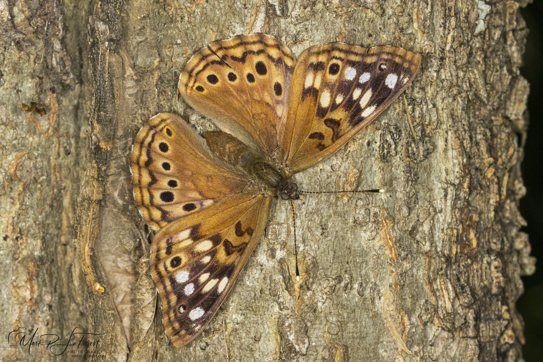 Northern Pearly Eye Butterfly, McKinney Falls State Park, Austin, Texas